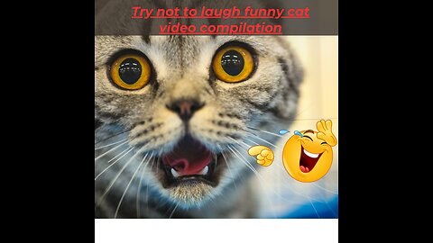 Funniest cat videos you will see on the internet
