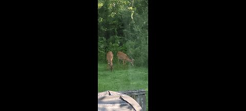 Deer out our Kitchen Window 7-18-24