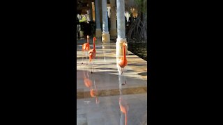 Flamingo’s strolling through the Resort