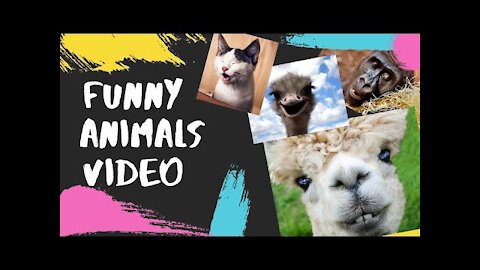funny animals videos, Super FUNNY VIDEOS