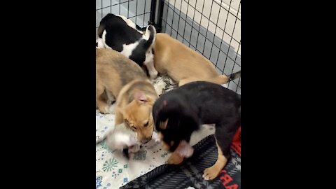 Puppy tug-a-wars!