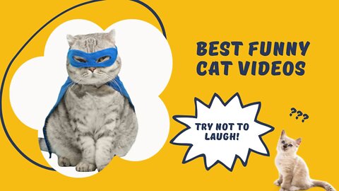 Funny and cute Cats Video #amazin cats videos