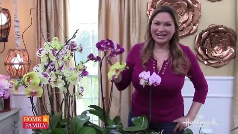 ORCHID CARE TIPS AFTER FLOWERING: How to Make ORCHIDS REBLOOM 💐Flower Again 😀Shirley Bovshow