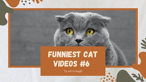 Funniest Cat Video Compilation: Try Not To Laugh Part #6 2021 😺👯