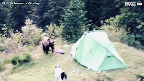 Un ours curieux envahit la tente d'un campeur