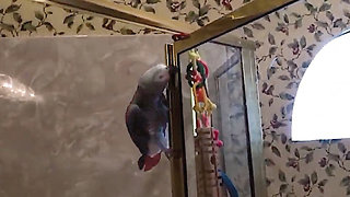 Parrot Displays His Hilarious Bathroom Habits