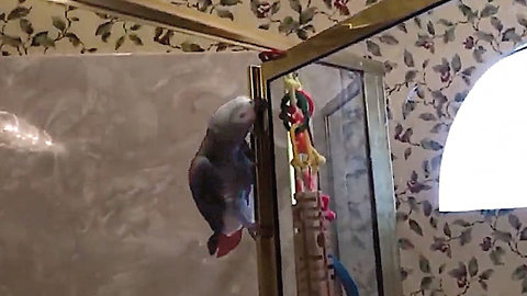 Parrot Displays His Hilarious Bathroom Habits