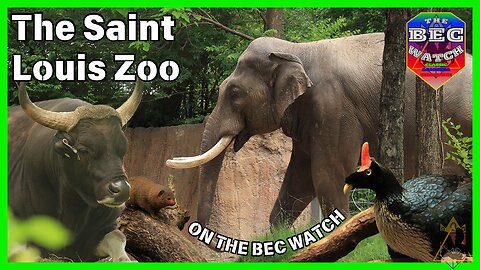 BEC Watch Entries: #35 Saint Louis Zoo