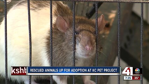 Rescued animals up for adoption at KC Pet oProject