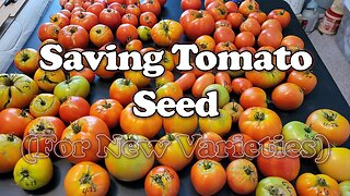 Saving Tomato Seed for New Varieties