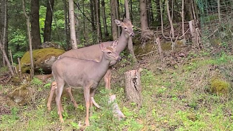 2 Deer on Different Paths Meet