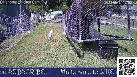 🐔📸 Oklahoma Chicken Cam 🐔📸