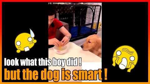 this dog is very smart