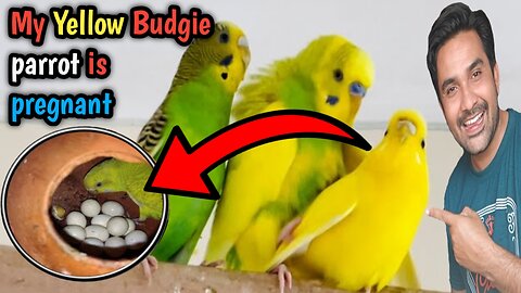 My Yellow Budgie Female parrot 🦜 is Pregnant | Budgies Ny Good News Dy Di 😊 Dk Farming Vlogs ☺️