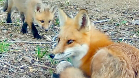 Fox Tries to Open a Goose Egg While Her Pups Play