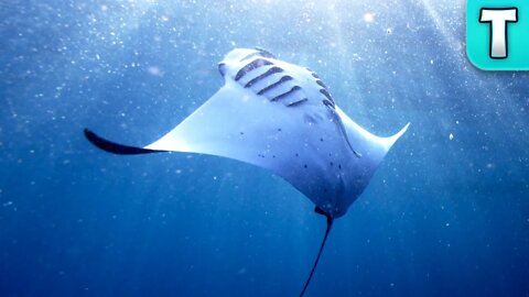 Manta Ray | Elegant Giants of the Sea