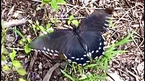 Pipevine Swallowtail Butterfly (female)