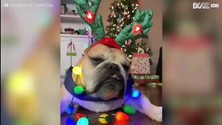 Voici un chien peu impressionné par son look de Noël