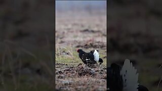 Black Grouse Bird Courtship #shorts #short