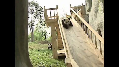 The Two Pandas Playing on Slide