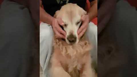 Relaxed Dog Gets A Soothing Massage While Watching His Favorite Show