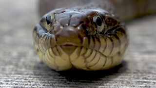Giant watersnake claims family dock as his sunbathing spot