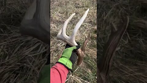 GIANT Typical Whitetail Shed! #shorts