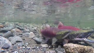 Sockeye salmon formation to get prey