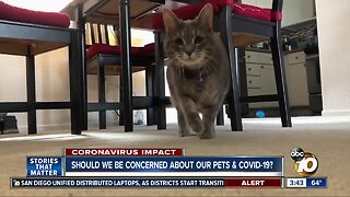 Should we be concerned about our pets & COVID-19?