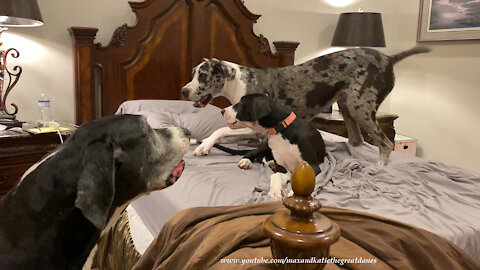 Talkative Great Dane Puppy And Friends Love Bed Zoomies