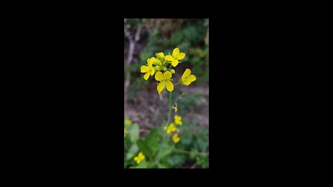 Best indian farming video & indian cultur with their crops or flowers in field