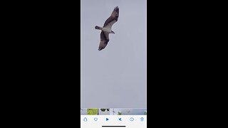 The curious Osprey is wanting to steal my fish!!!😲😂😂