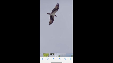 The curious Osprey is wanting to steal my fish!!!😲😂😂