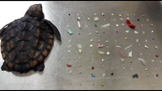 Baby turtle dies after eating 104 pieces of plastic off South Florida coast, nature center says