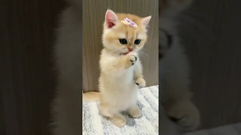 Cute cat ✨💞 #shortsvideo #shortsfeeds #trending #shorts