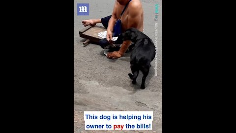 Dog helps disabled owner do his job