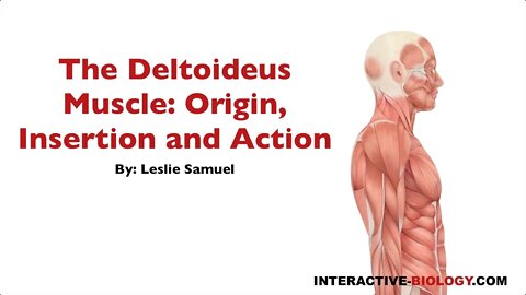 090 The Deltoideus Muscle: Origin, Insertion, and Action
