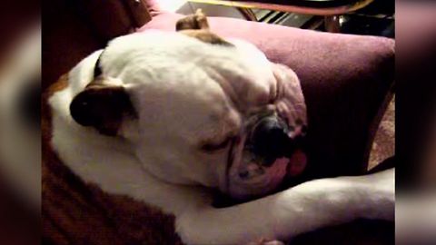 Cute Bulldog Snoozes The Day Away