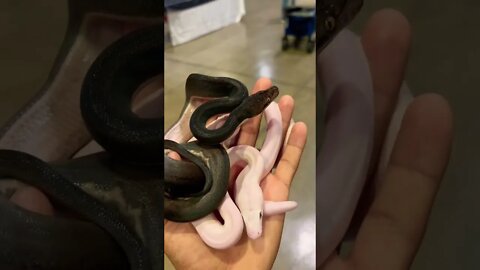 MUST-SEE Black And White Snakes! 🤩🐍