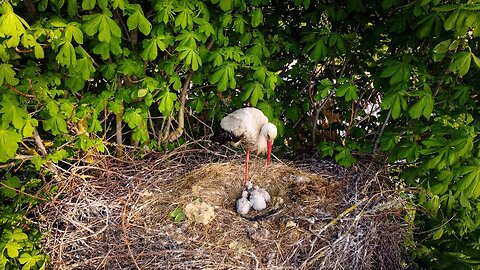 Stork Has 4 Babies + Trying to Feed the Stork