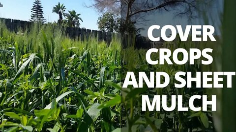 Barren to Fertile Soil: Using Cover Crops and Sheet Mulch