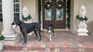 Great Dane Teaches Puppy About Pick Up And Delivery Chores