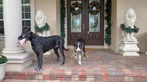 Great Dane Teaches Puppy About Pick Up And Delivery Chores