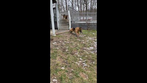 German Shepherds Catching Air