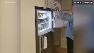 Cobra é capturada em geladeira