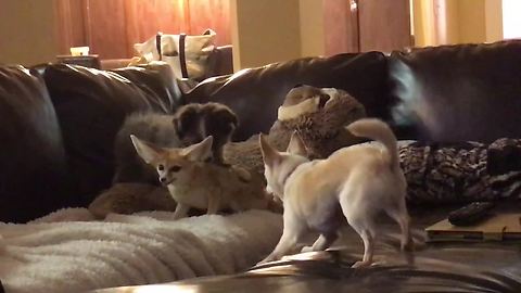 Two Energetic Dogs Play A Fun Game Of Hide-And-Seek With Their Fennec Fox Friend