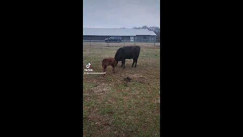 Baby bull calf with big sister Annie.