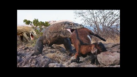 Seconds The Komodo Dragon Attacks & Swallows Animals