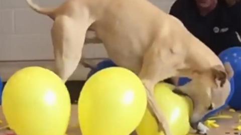 Dog Sets Record For Popping 100 Balloons