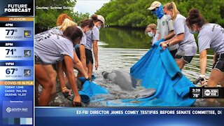 Local first graders help save 600-pound manatee found injured near their backyard